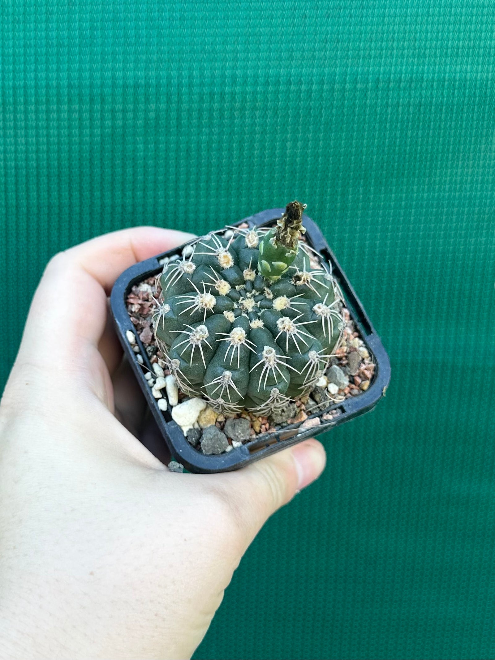 Gymnocalycium metrelireum