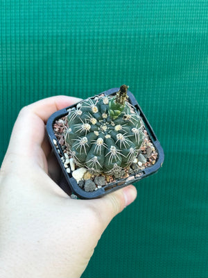 Gymnocalycium metrelireum