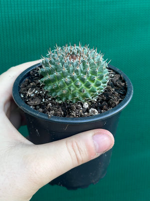 Mammillaria chioncephala