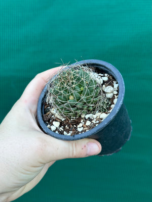 Mammillaria camptotricha