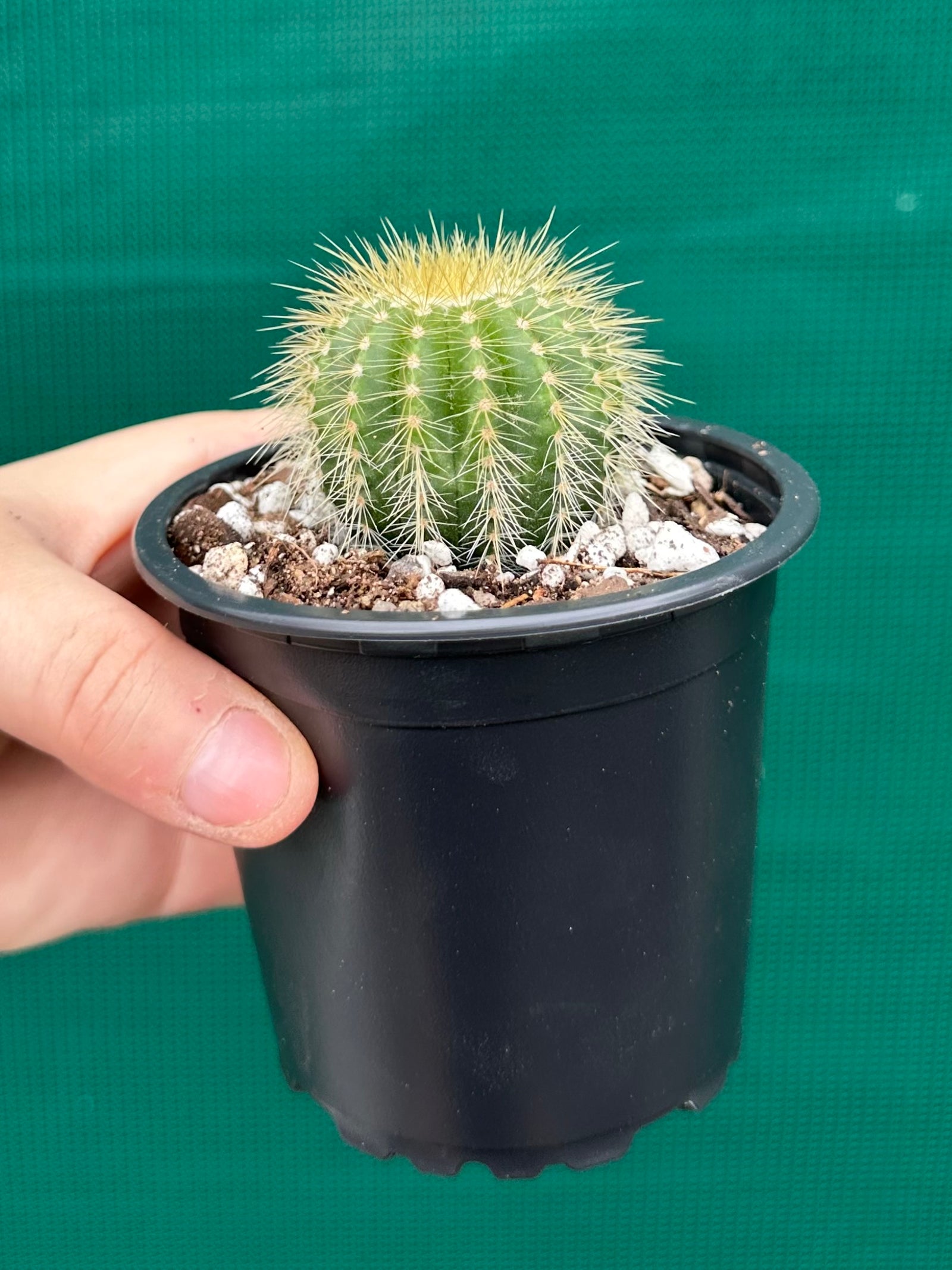 Parodia warasii