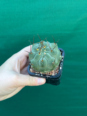 Matucana madisonorum