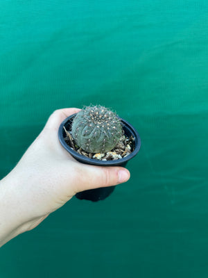 Gymnocalycium taningaense