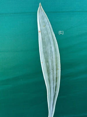Sansevieria ‘Siam Silver’