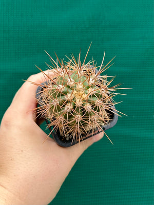 Trichocereus pasacana