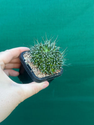Mammillaria bocasana “The Freak”