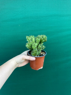 Crested Euphorbia lactea cristata