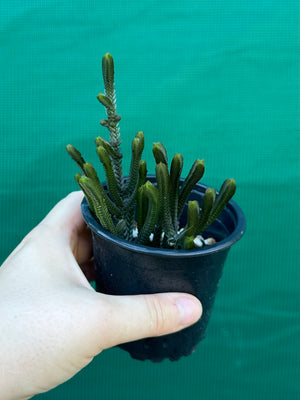 Crassula muscosa