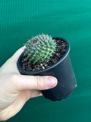 Mammillaria chioncephala
