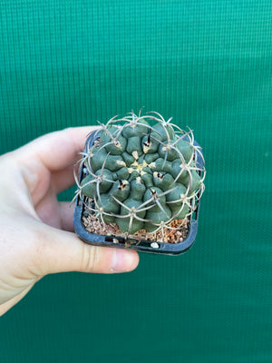 Gymnocalycium delaetii