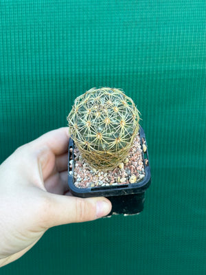 Coryphantha greenwoodii