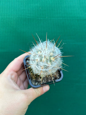 Oreocereus trollii Old Man of the Mountain