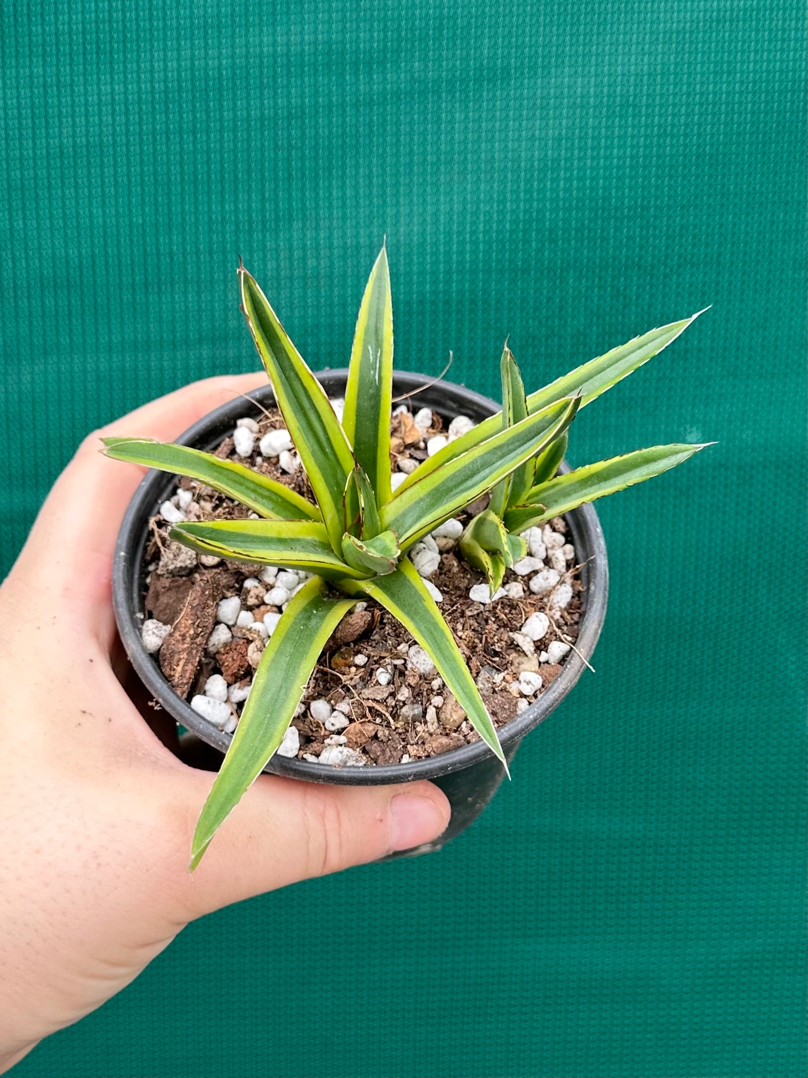Agave victoriae reginae variegata
