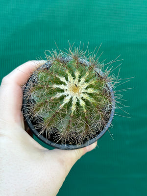 Parodia magnifica