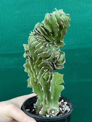 Euphorbia kibwezensis