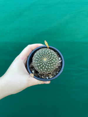 Sulcorebutia arenacea