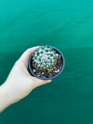 Mammillaria scrippsiana