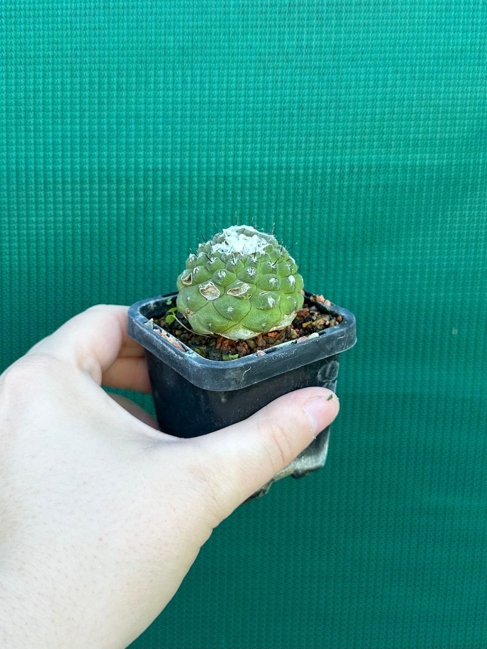 Copiapoa hypogea