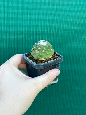 Copiapoa hypogea