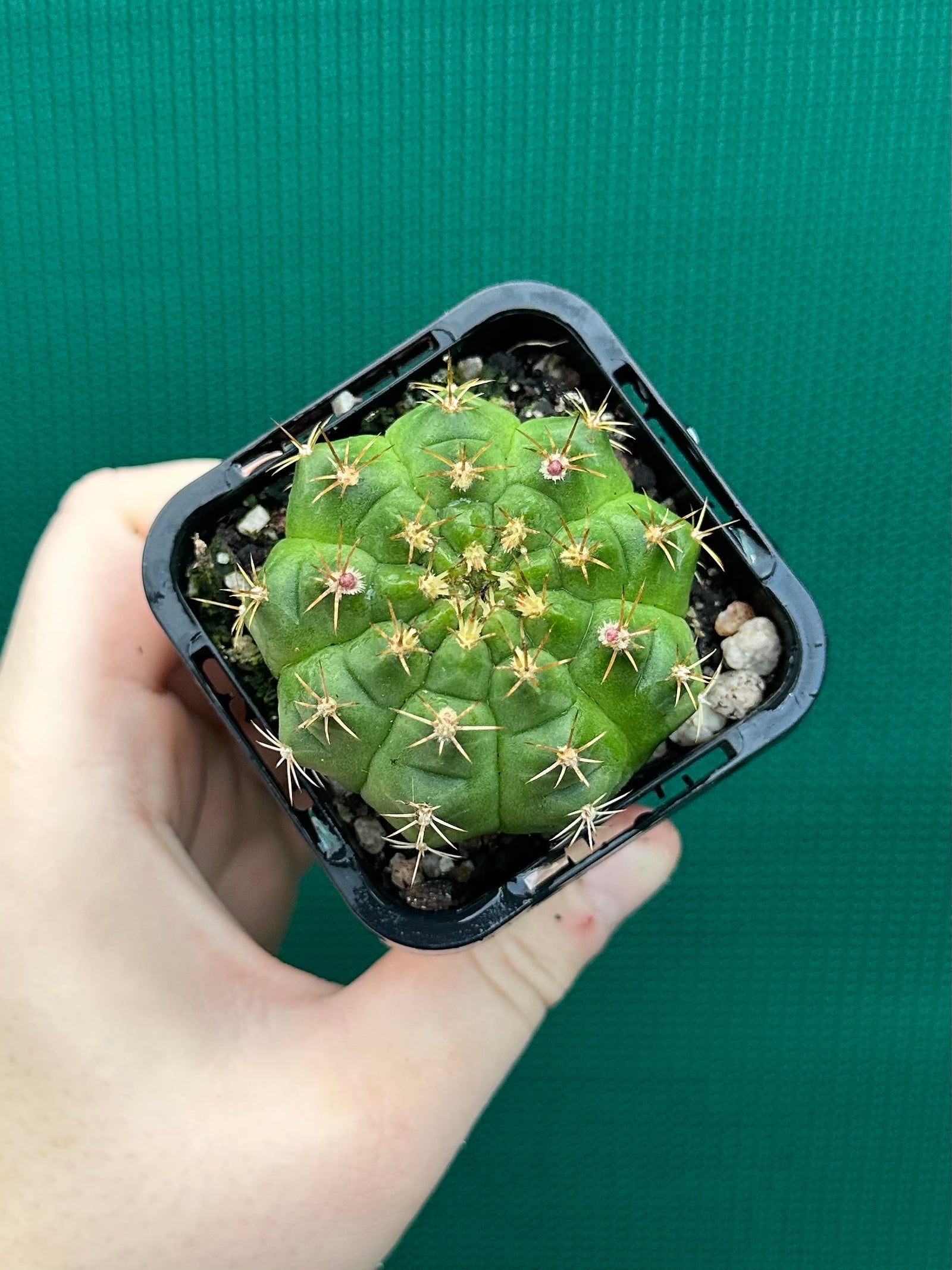 Gymnocalycium anisitsii ssp. damsii