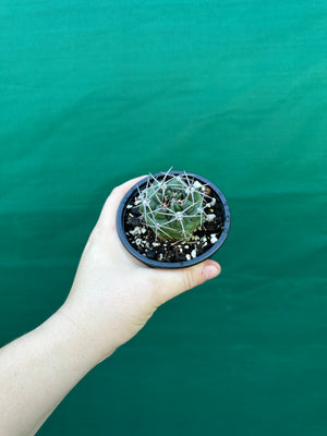 Gymnocalycium carminanthum