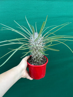 Pachypodium geayi