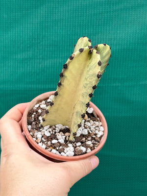 Euphorbia ammak variegata