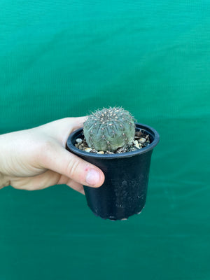 Gymnocalycium taningaense