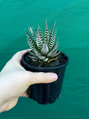 Haworthia fasciata ‘Japanese Super Clone’