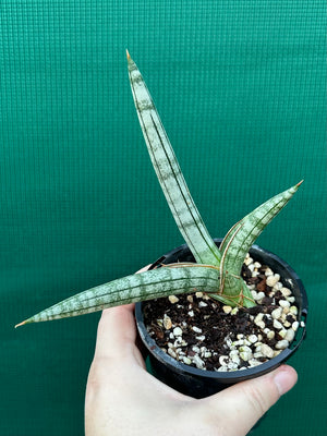 Sanseveria Boncel