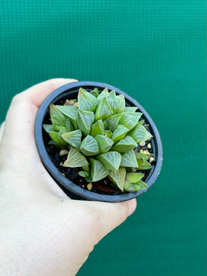 Haworthia heidelbergensis
