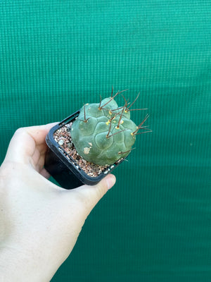 Matucana madisonorum