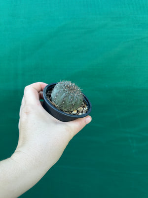 Gymnocalycium taningaense