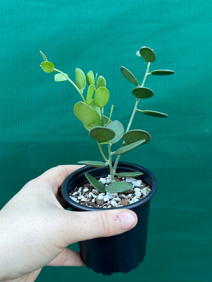 Silver Dollar Vine