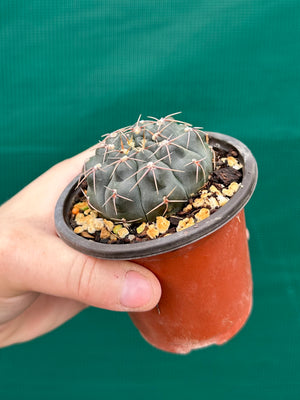 Gymnocalycium