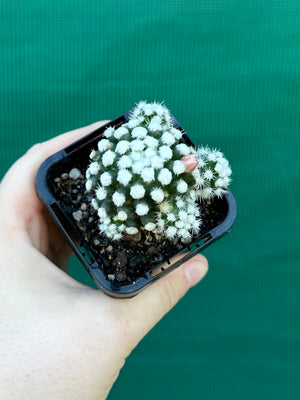 Mammillaria vetula ‘Oruga’