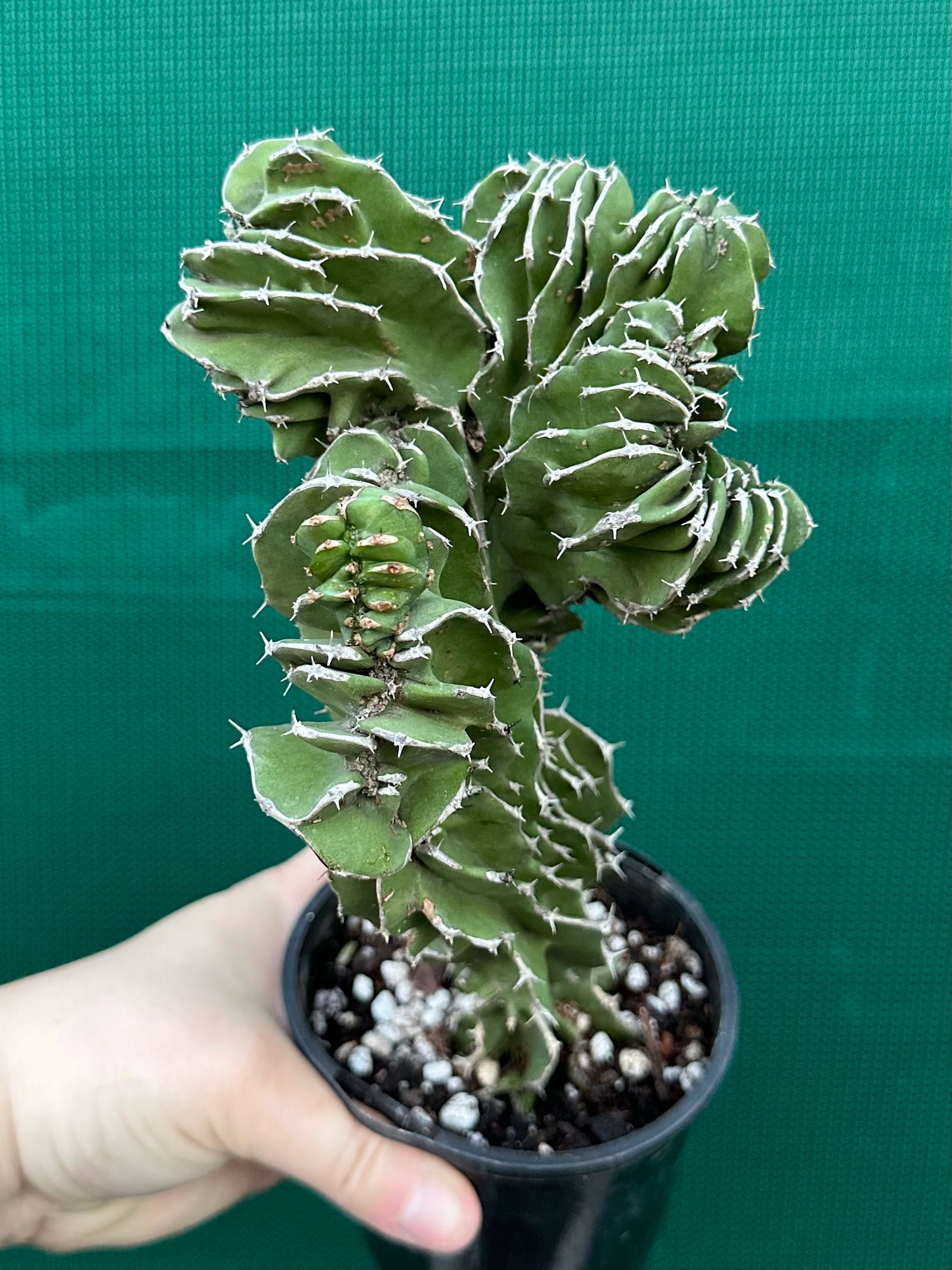 Euphorbia kibwezensis