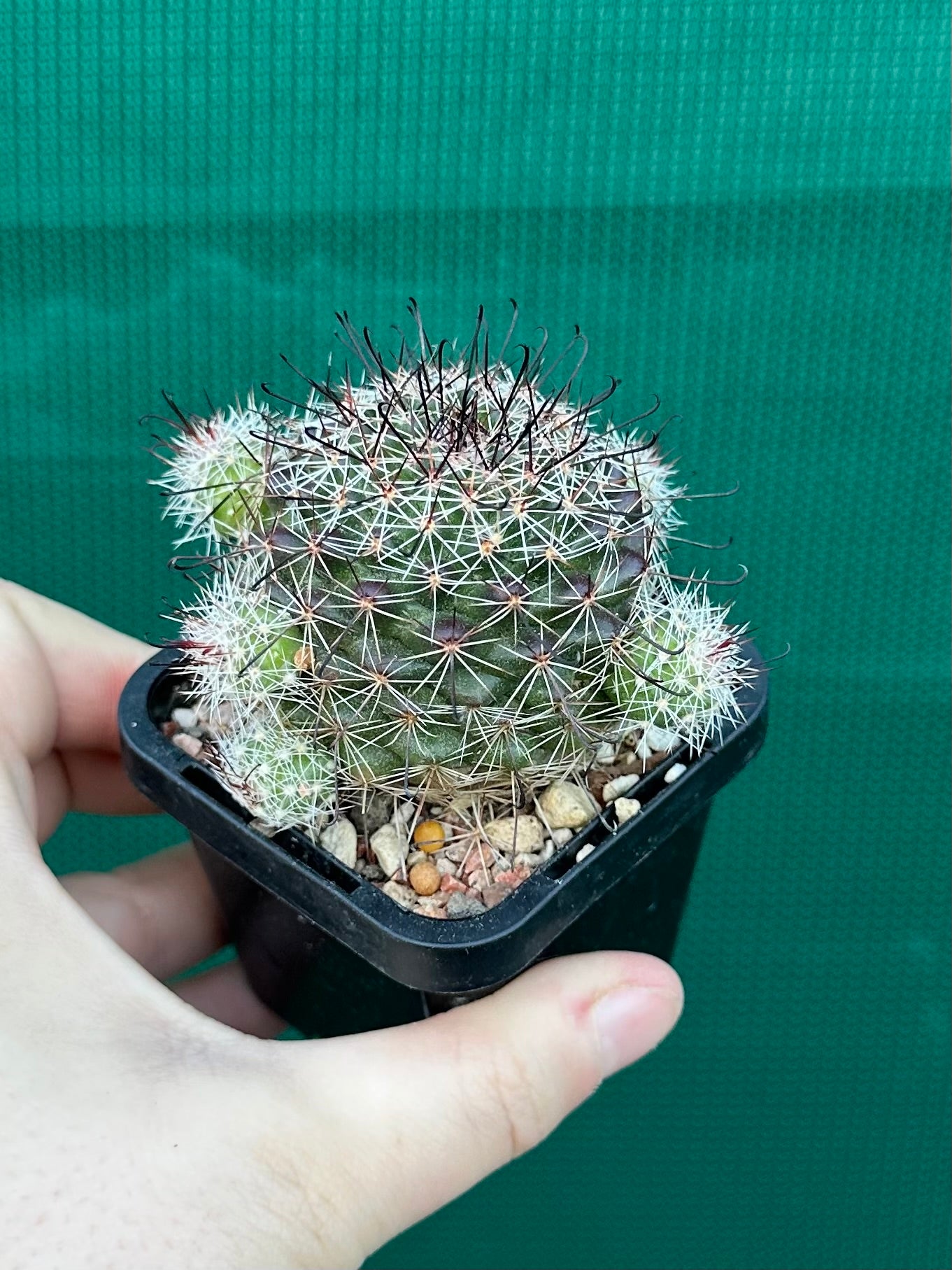 Mammillaria beneckii