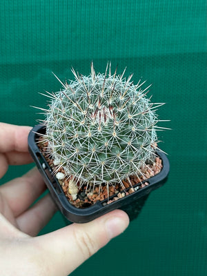 Mammillaria lindsayii