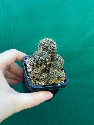 Lobivia arachnacantha