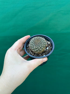 Sulcorebutia arenacea