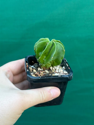 Astrophytum myriostigma kohyo