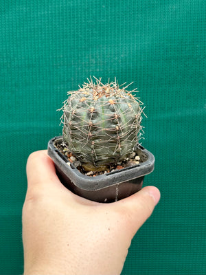 Gymnocalycium schroederianum