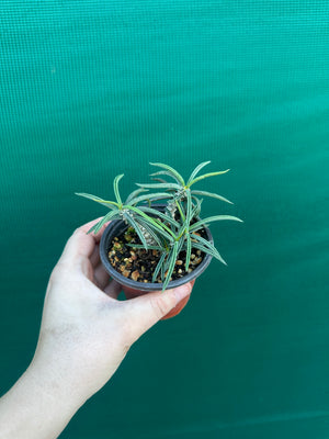 Euphorbia cylindrifolia