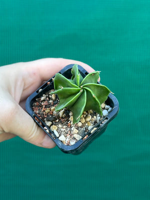 Astrophytum myriostigma kohyo