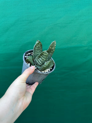 Gasteria excelsa hybrid