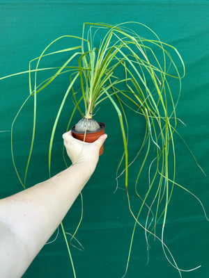 Pony Tail Palm