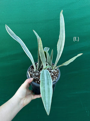 Sansevieria ‘Siam Silver’