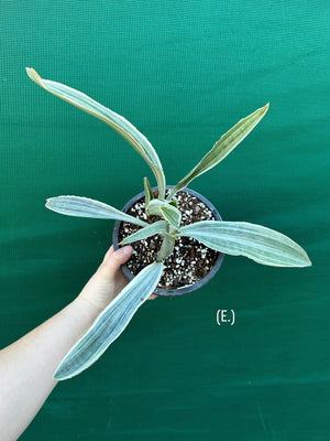Sansevieria ‘Siam Silver’
