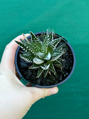 Haworthia fasciata ‘Japanese Super Clone’